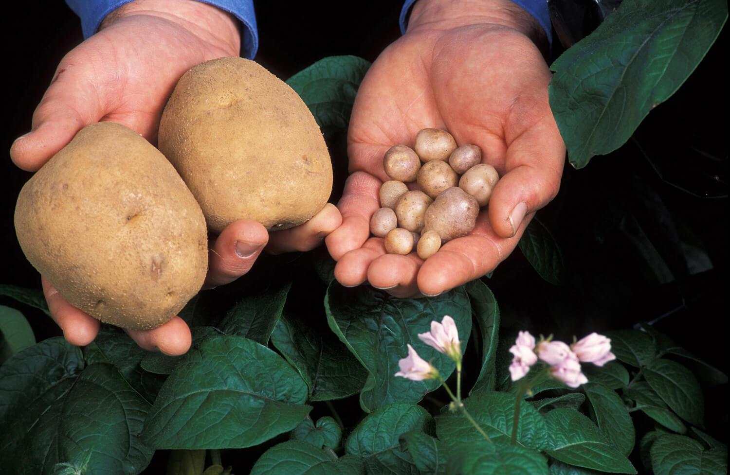 Где Можно Купить Семена Картофеля