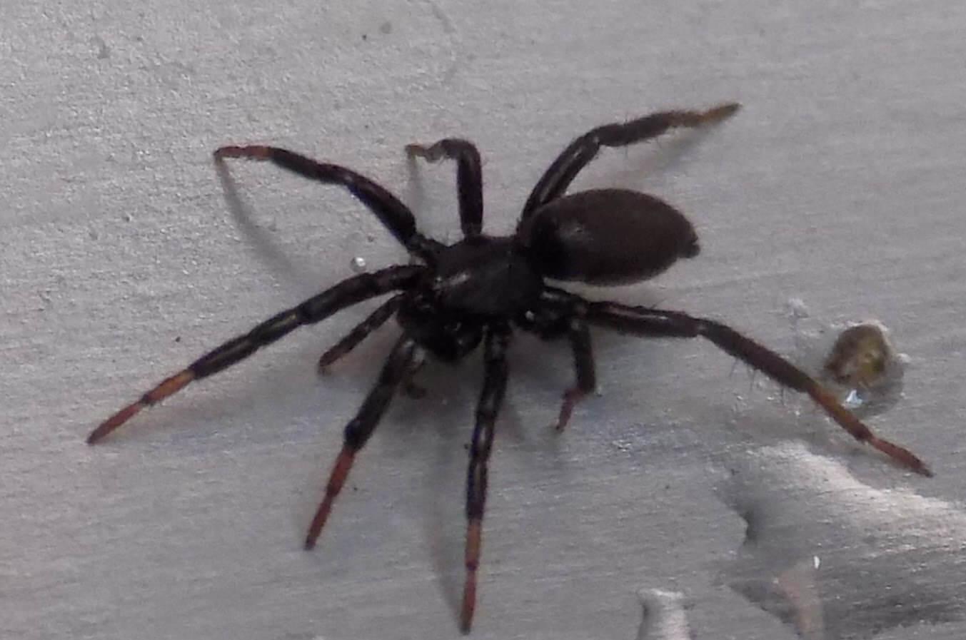 Черный паук с большим брюхом